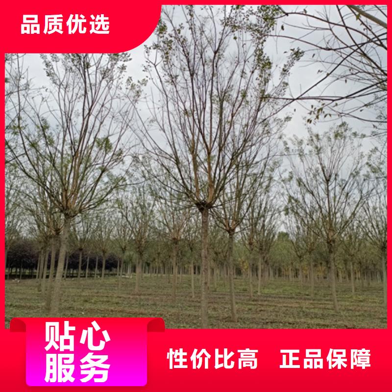 法桐小苗种植基地绿化苗木