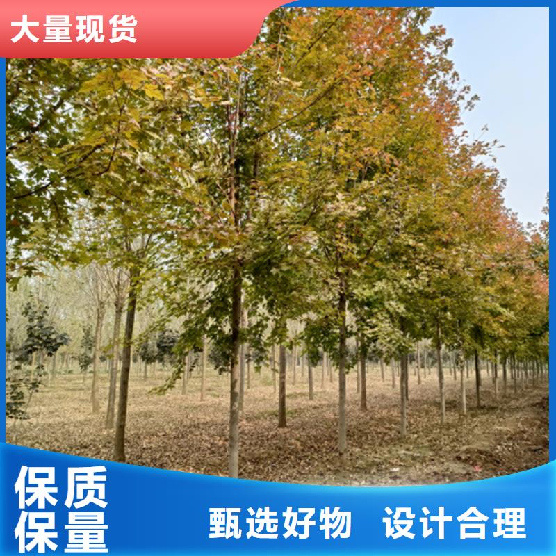 法桐价格种植基地绿化乔木