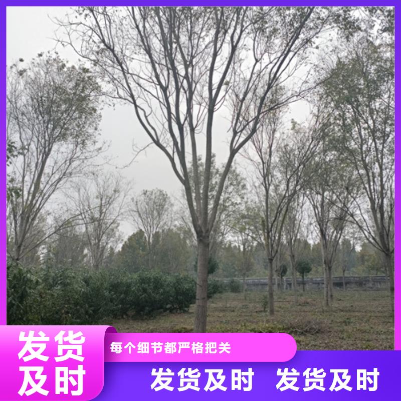 法桐行情种植基地绿化乔木