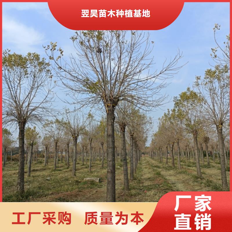 法桐价格择优推荐苗木基地