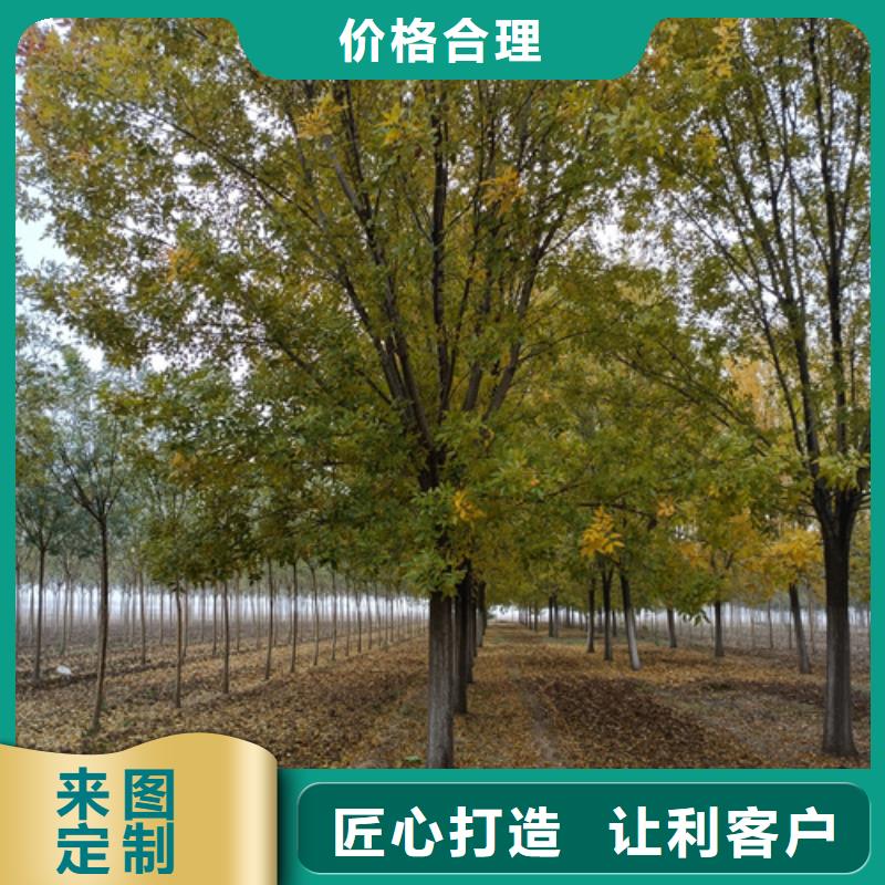 法桐种植基地绿化苗木