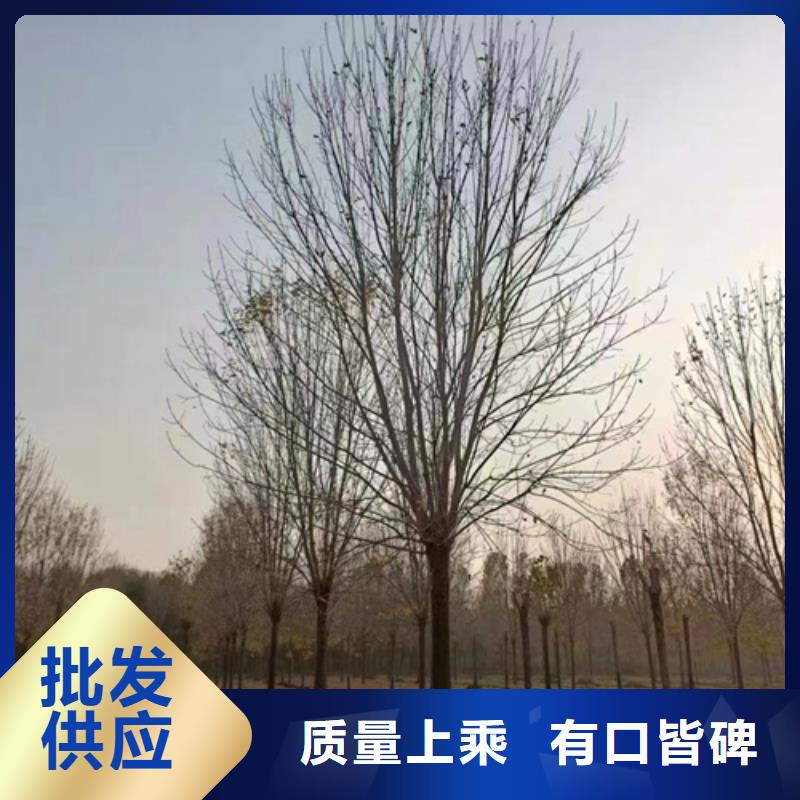 造型法桐上门施工