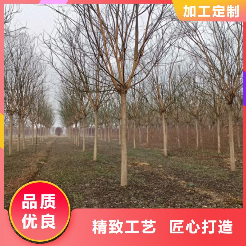 质优价廉的速生法桐基地