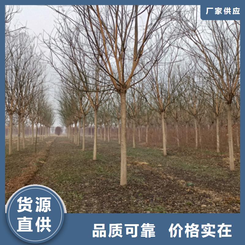 造型法桐种植基地绿化苗木