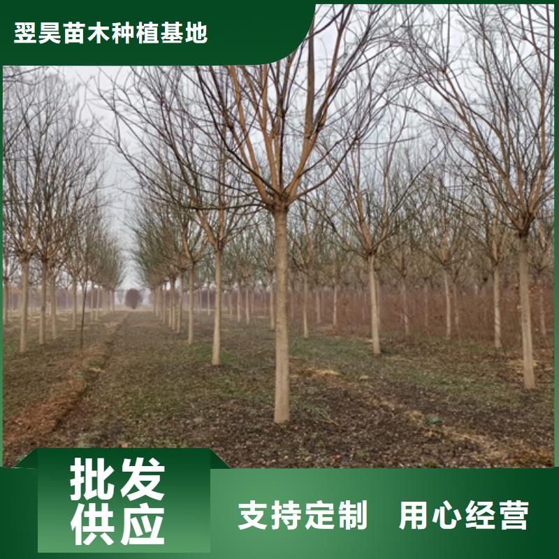 造型法桐公司_翌昊苗木种植基地