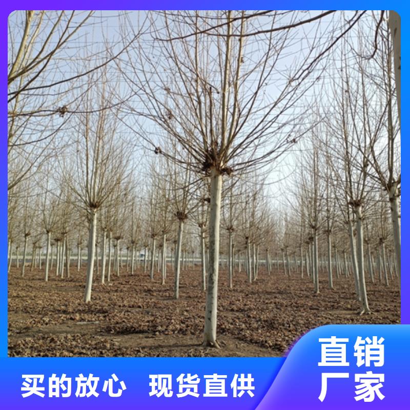 法桐价格种植基地绿化苗木