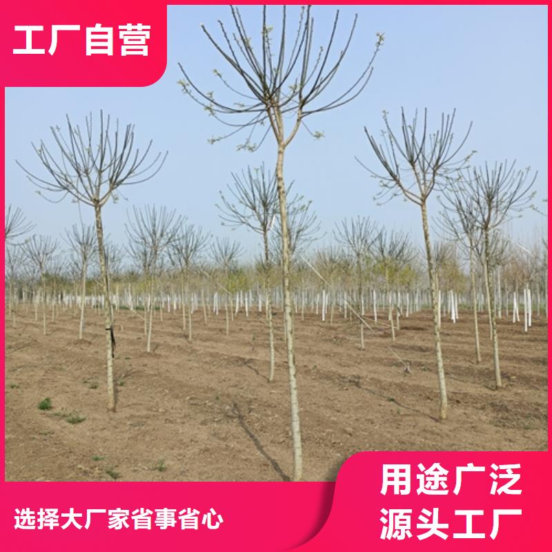 法桐小苗种植基地绿化乔木