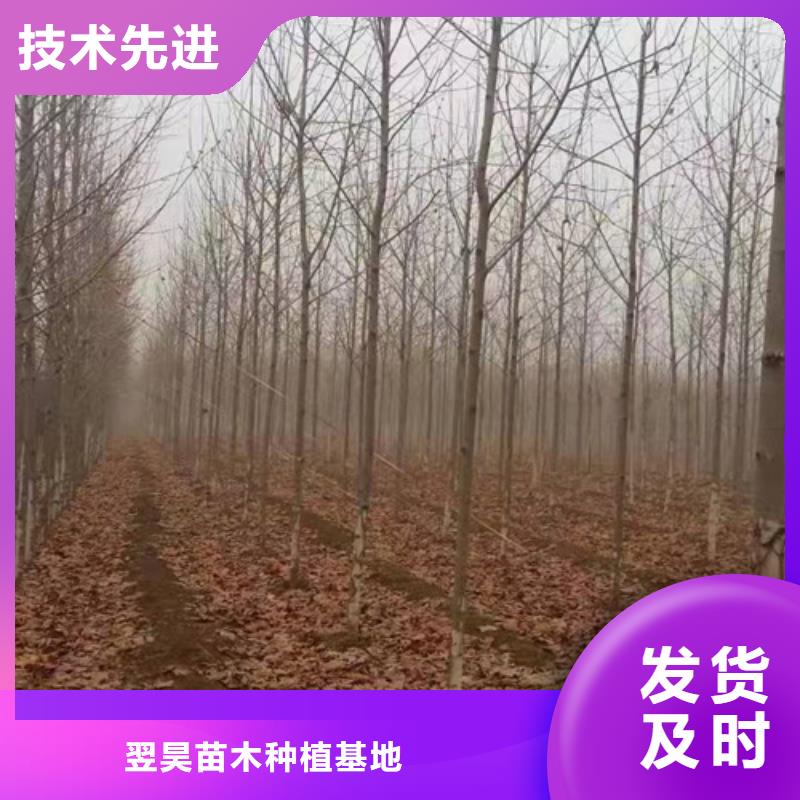 造型法桐质量放心绿化苗木