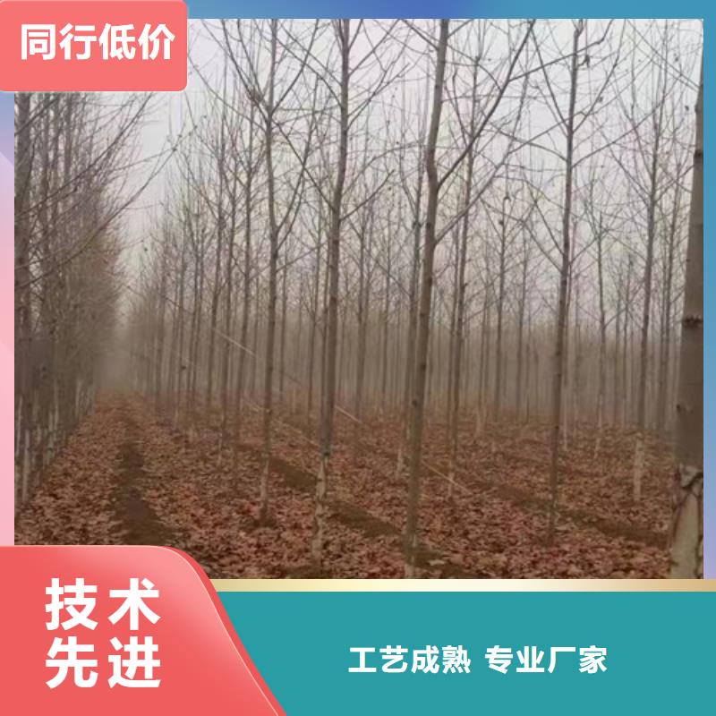 法桐小苗种植基地绿化苗木