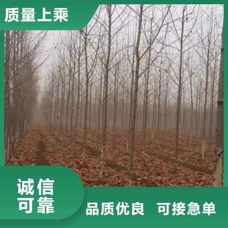 法桐厂家直销-找翌昊苗木种植基地