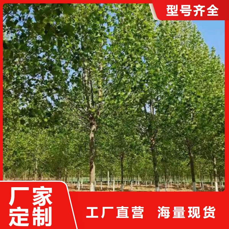 法桐价格种植基地苗木基地