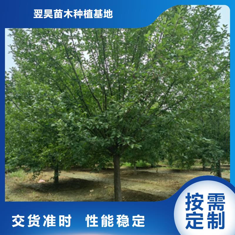 翌昊苗木种植基地造型法桐价格低交货快