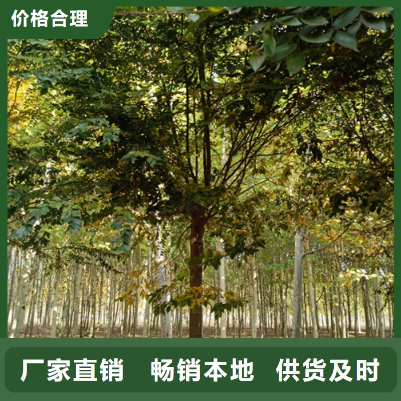 法桐种植基地苗木基地