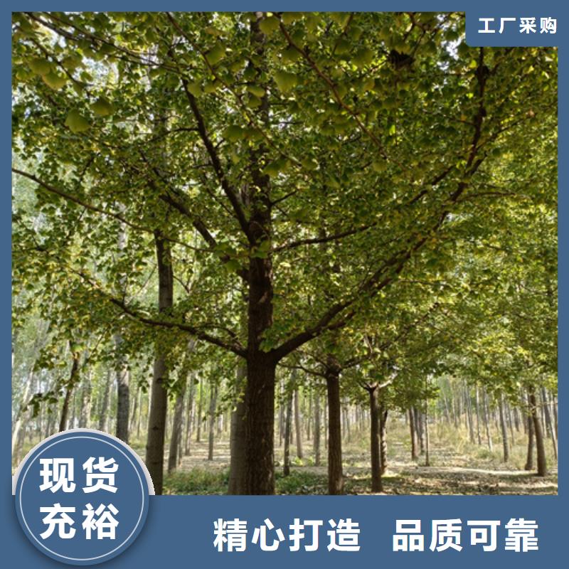 法桐价格种植基地苗木基地