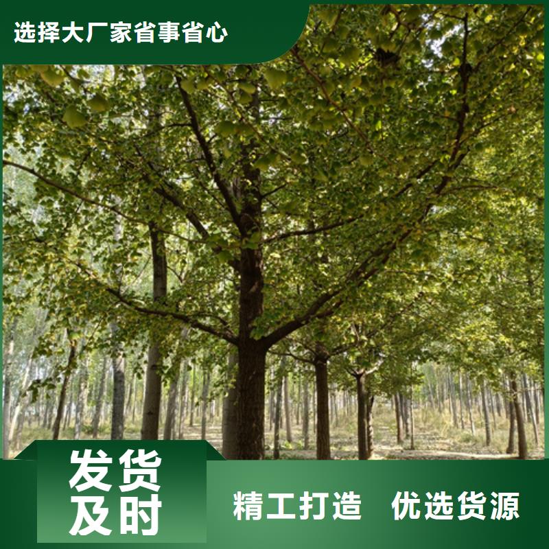 法桐种植基地绿化乔木