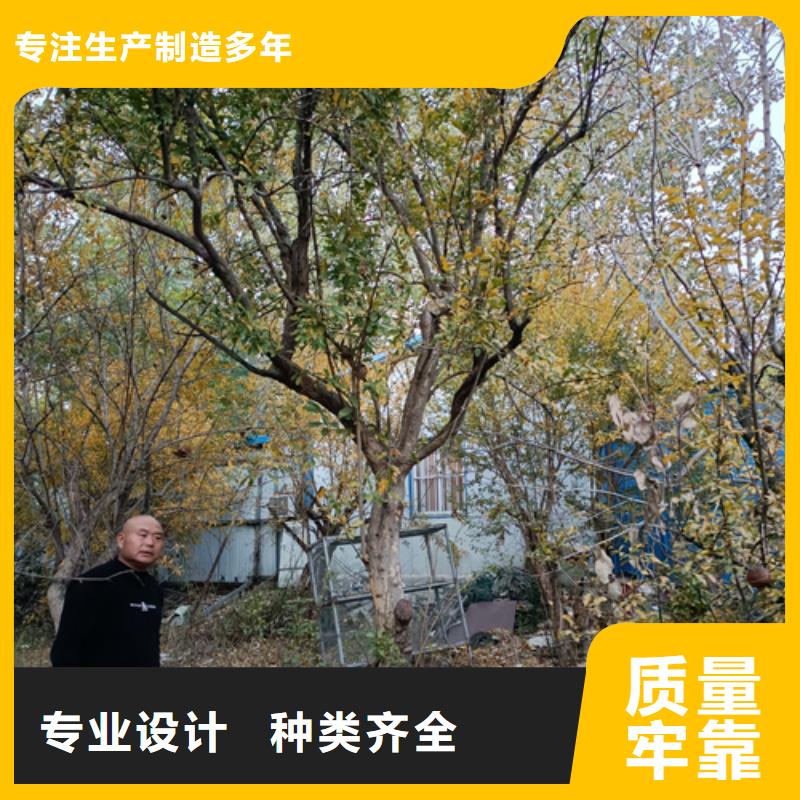 优惠的造型法桐实体厂家