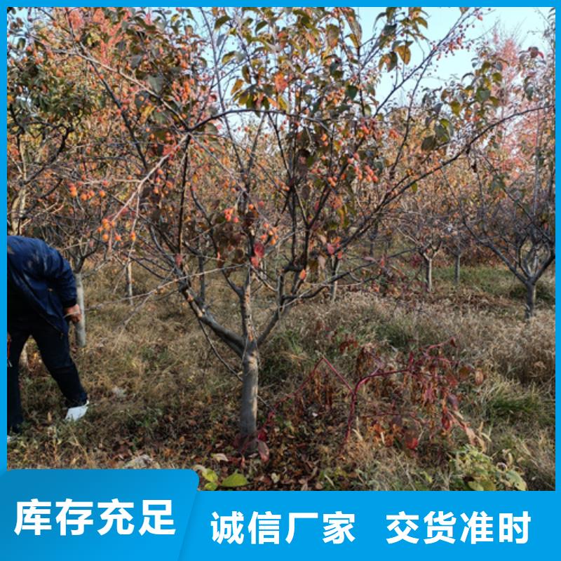 法桐价格种植基地苗木基地