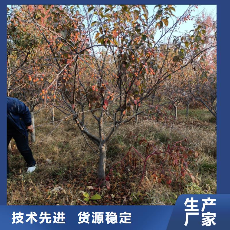 造型法桐公司_翌昊苗木种植基地