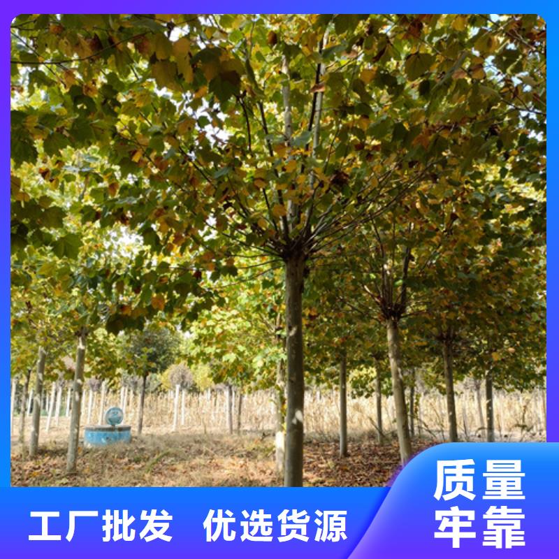 法桐放心选择苗木基地