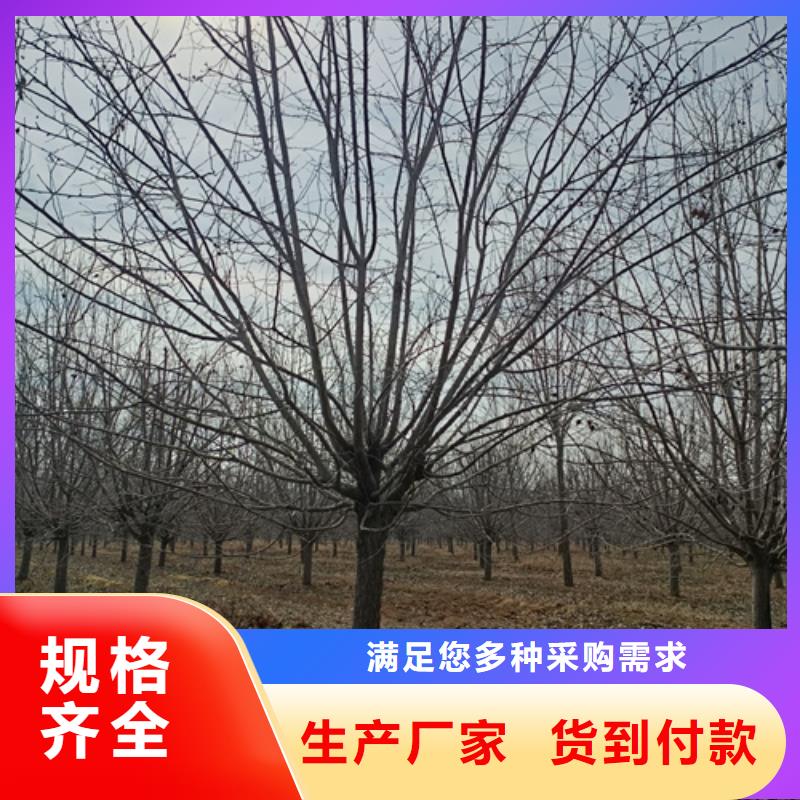 翌昊苗木种植基地法桐小苗值得信赖