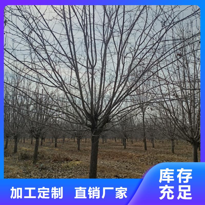 法桐小苗种植基地绿化乔木