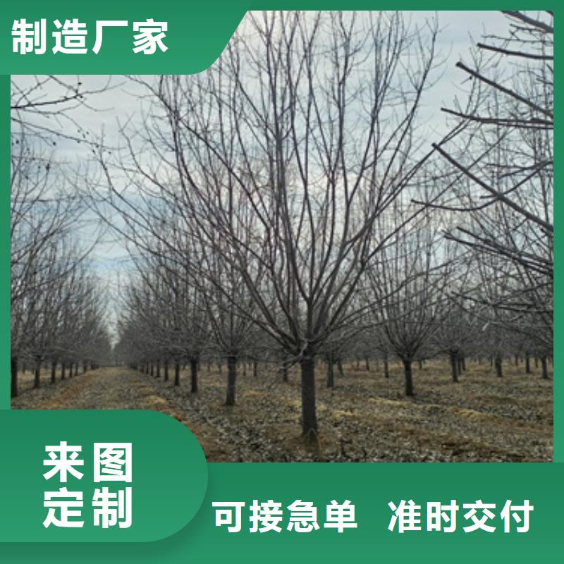 法桐小苗种植基地绿化苗木