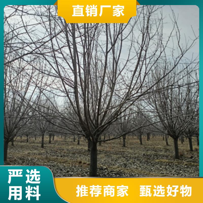 选购法桐行情认准翌昊苗木种植基地