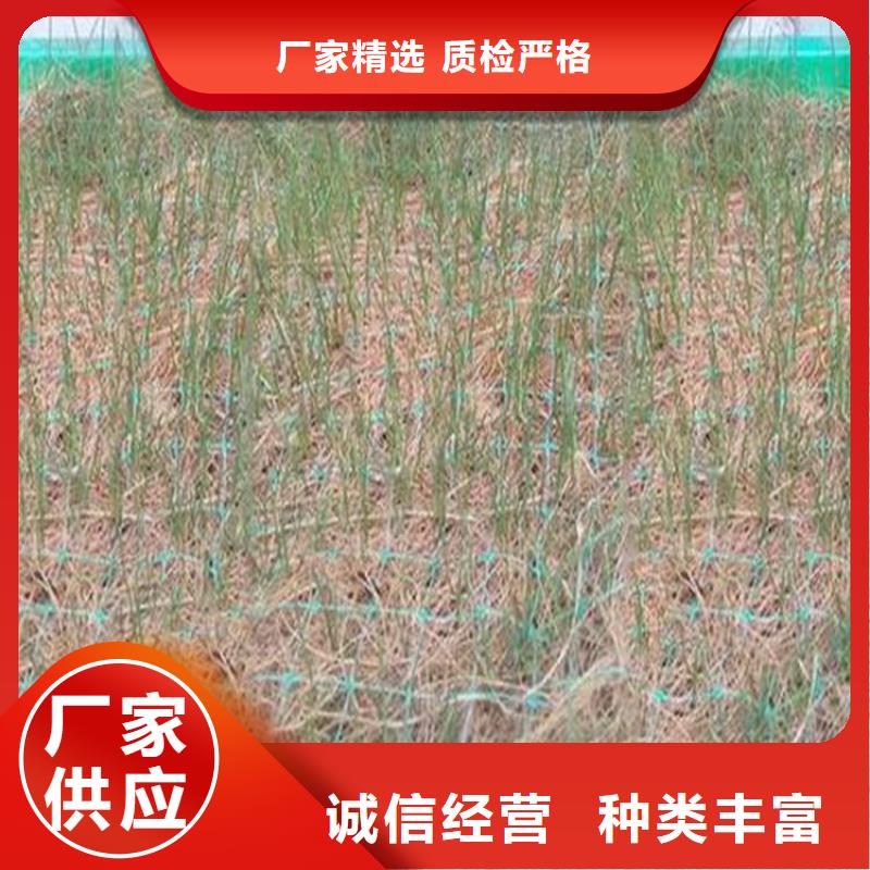 椰丝毯-生态植草毯-纤维椰垫