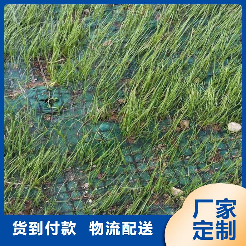 植生椰丝毯-公路植生毯