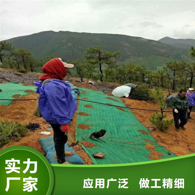 植生椰丝毯-护坡植被植草毯