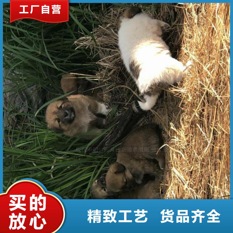 无醇燃料油厨房碳氢油全面代替甲醇燃料