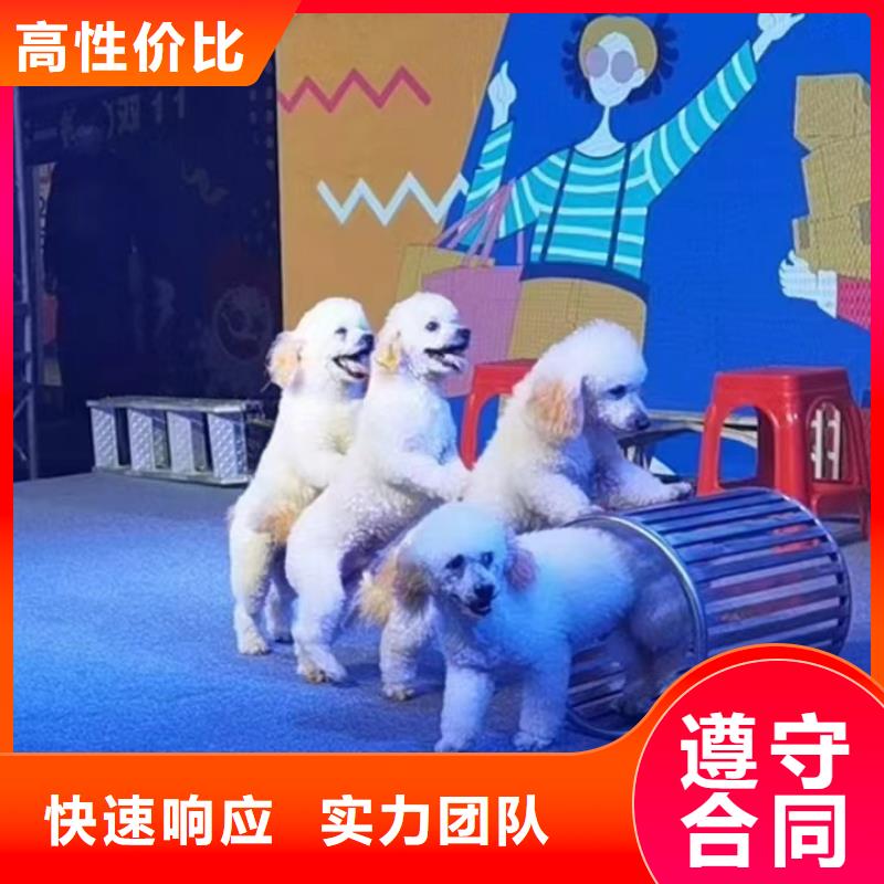 哪有出租动物表演的图片