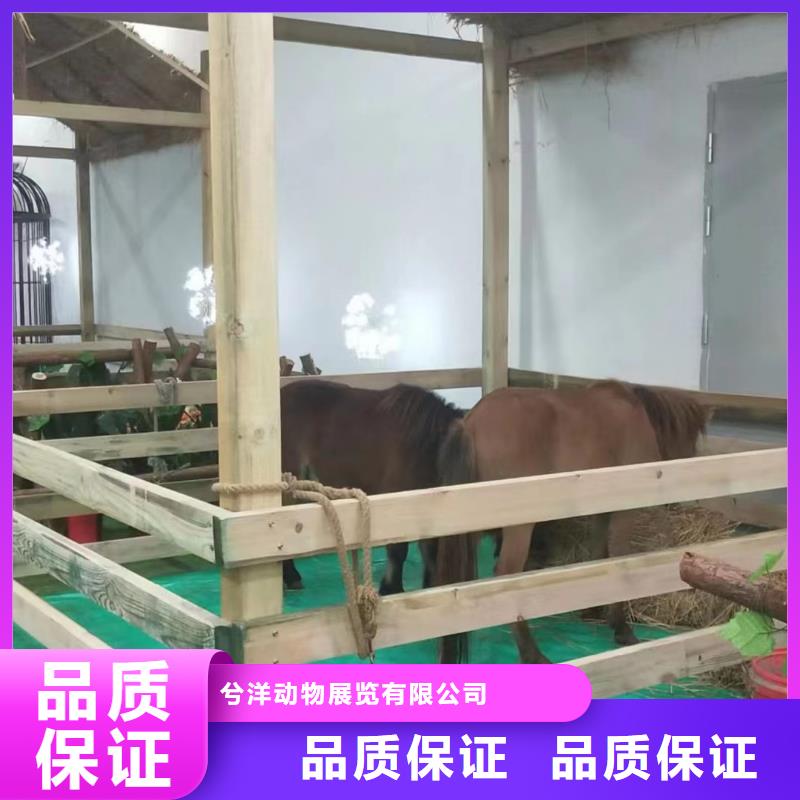 羊驼出租价格联系电话