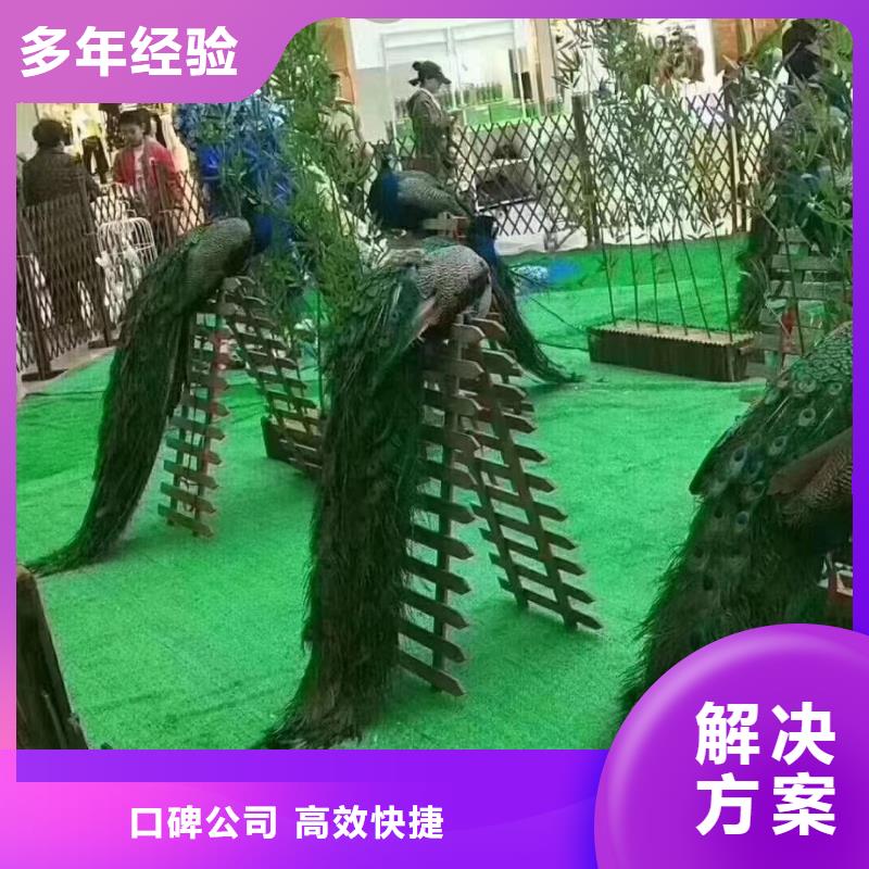 动物出租图片案例