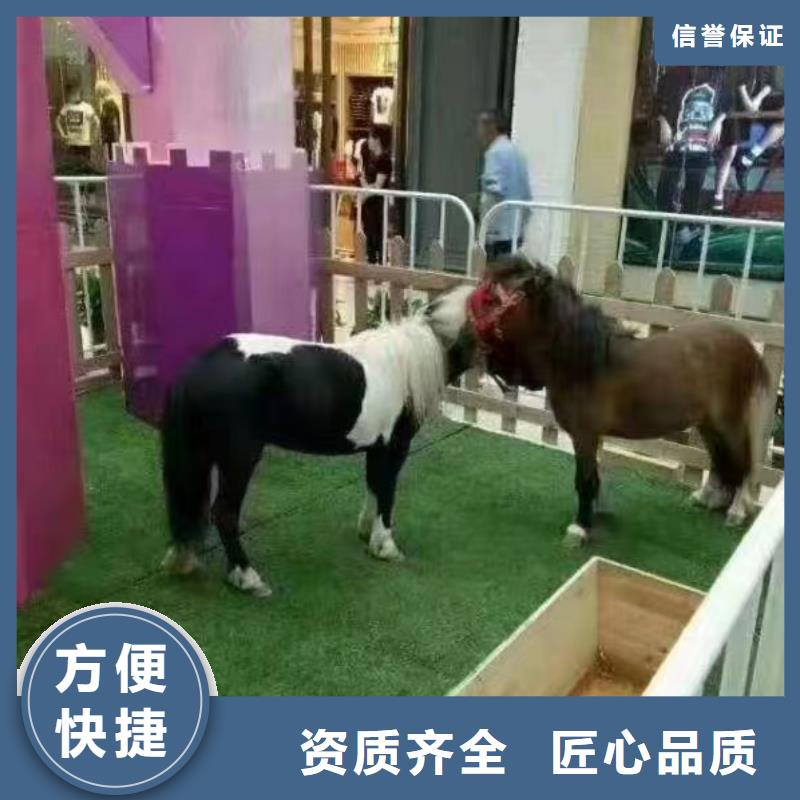 萌宠动物展出租