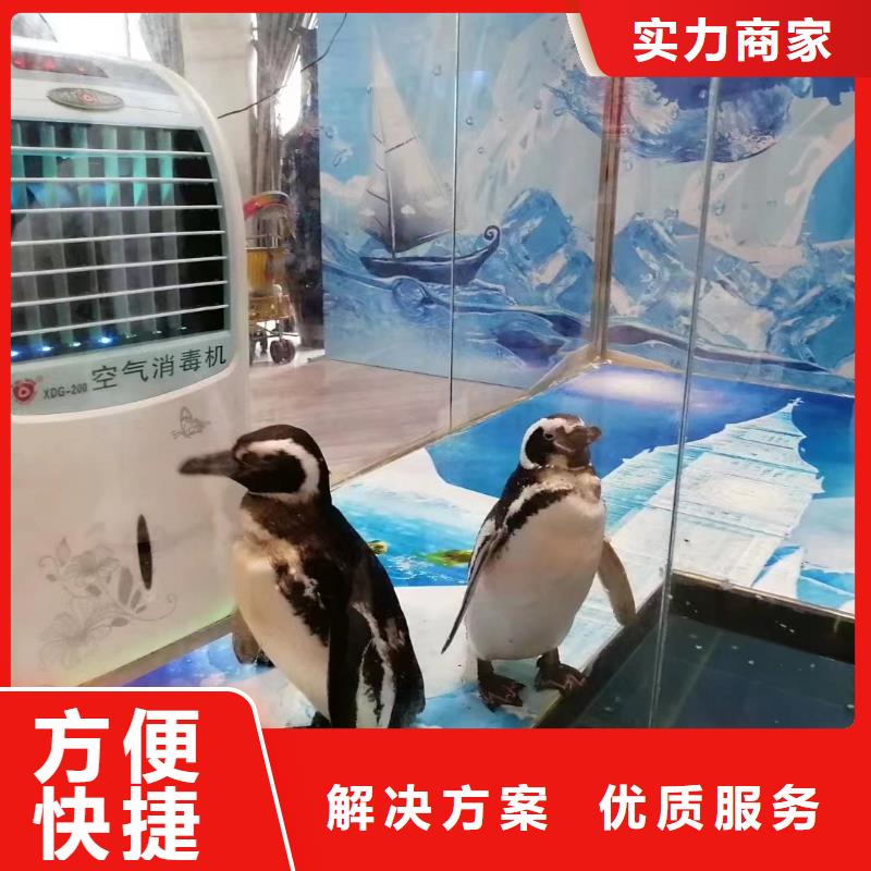 哪有出租企鹅的暖场活动