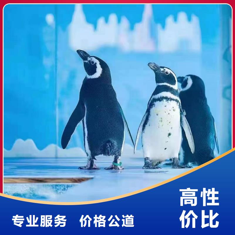 海狮表演租赁海洋主题