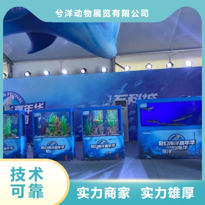 海洋主题动物表演海狮表演出租省钱省时