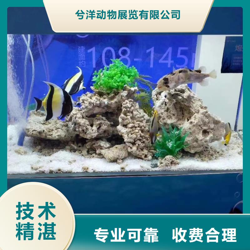 海洋生物展租赁周边