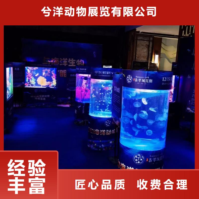 海狮企鹅表演出租图片参考