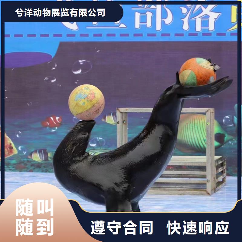 【海洋主题动物表演】环球飞车表演出租口碑公司