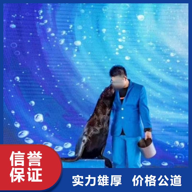 海洋主题动物表演_【马戏团表演出租租赁】注重质量