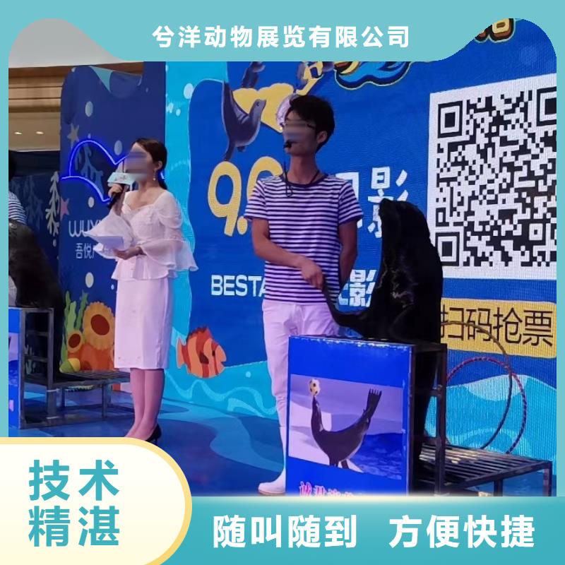 海洋主题动物表演-企鹅出租表演高效