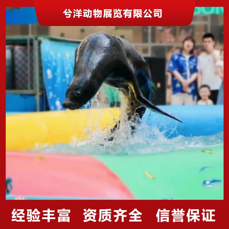 海洋主题动物表演海狮表演出租注重质量