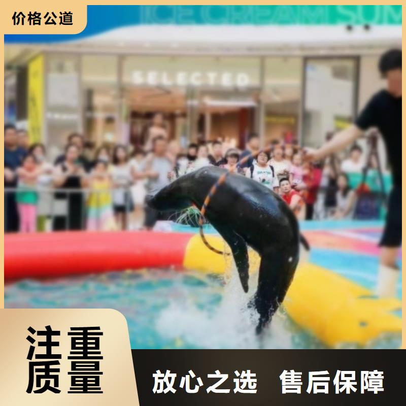海洋主题动物表演海狮表演出租注重质量