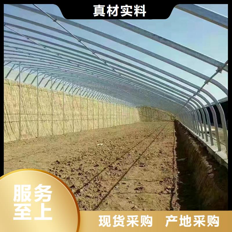 定边县草莓大棚的跨度几米良心厂家