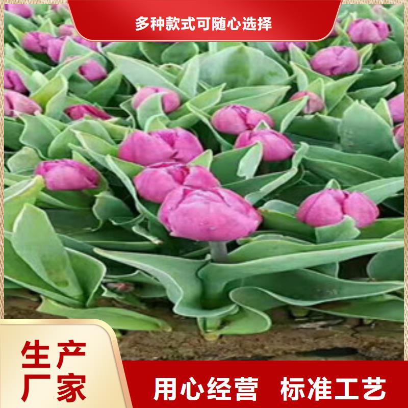 时令草花,耐寒耐旱草花基地常年出售