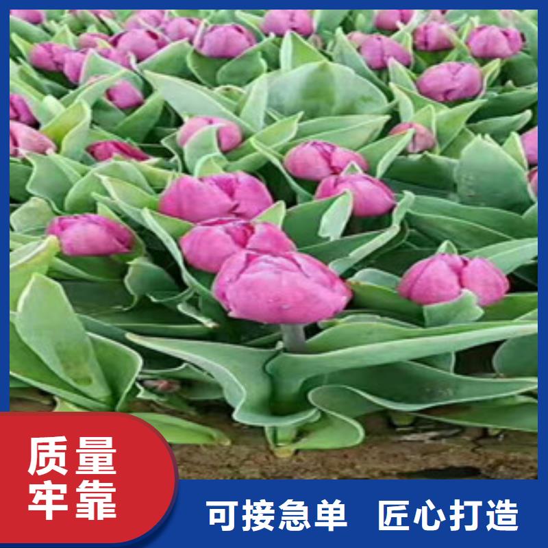 【时令草花】_观赏草/蒲苇狼尾草信誉至上