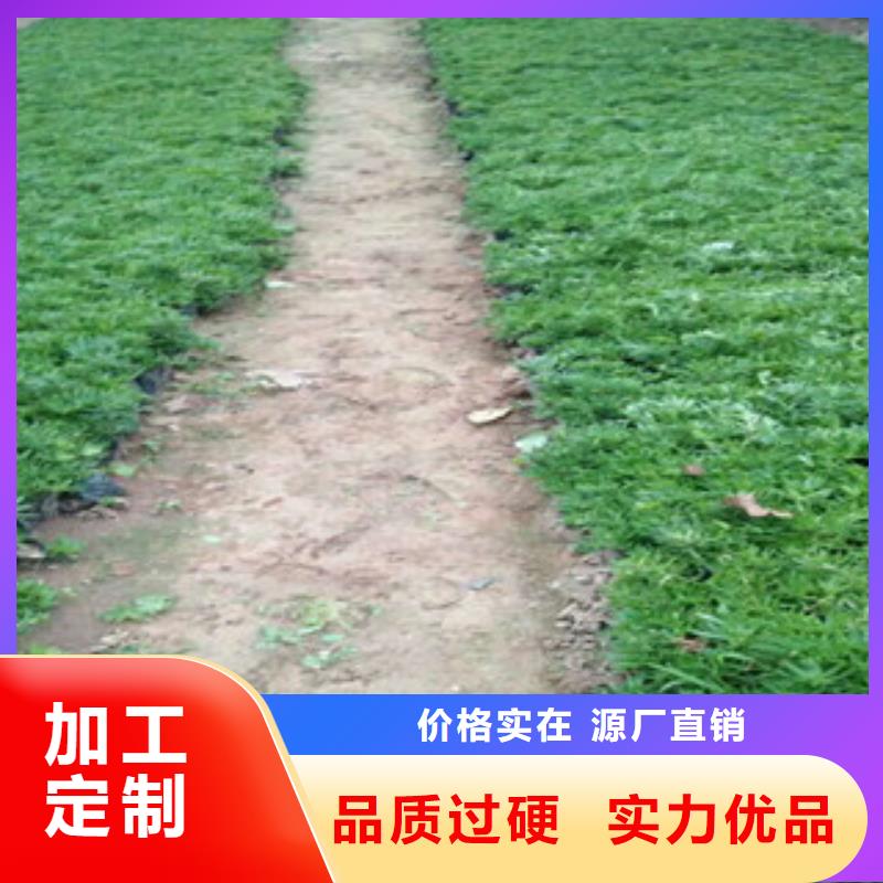 时令草花耐寒耐旱草花基地助您降低采购成本