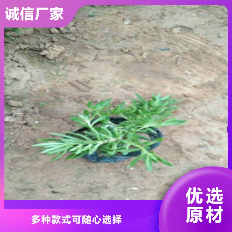 【时令草花】花海景观工程货源直供